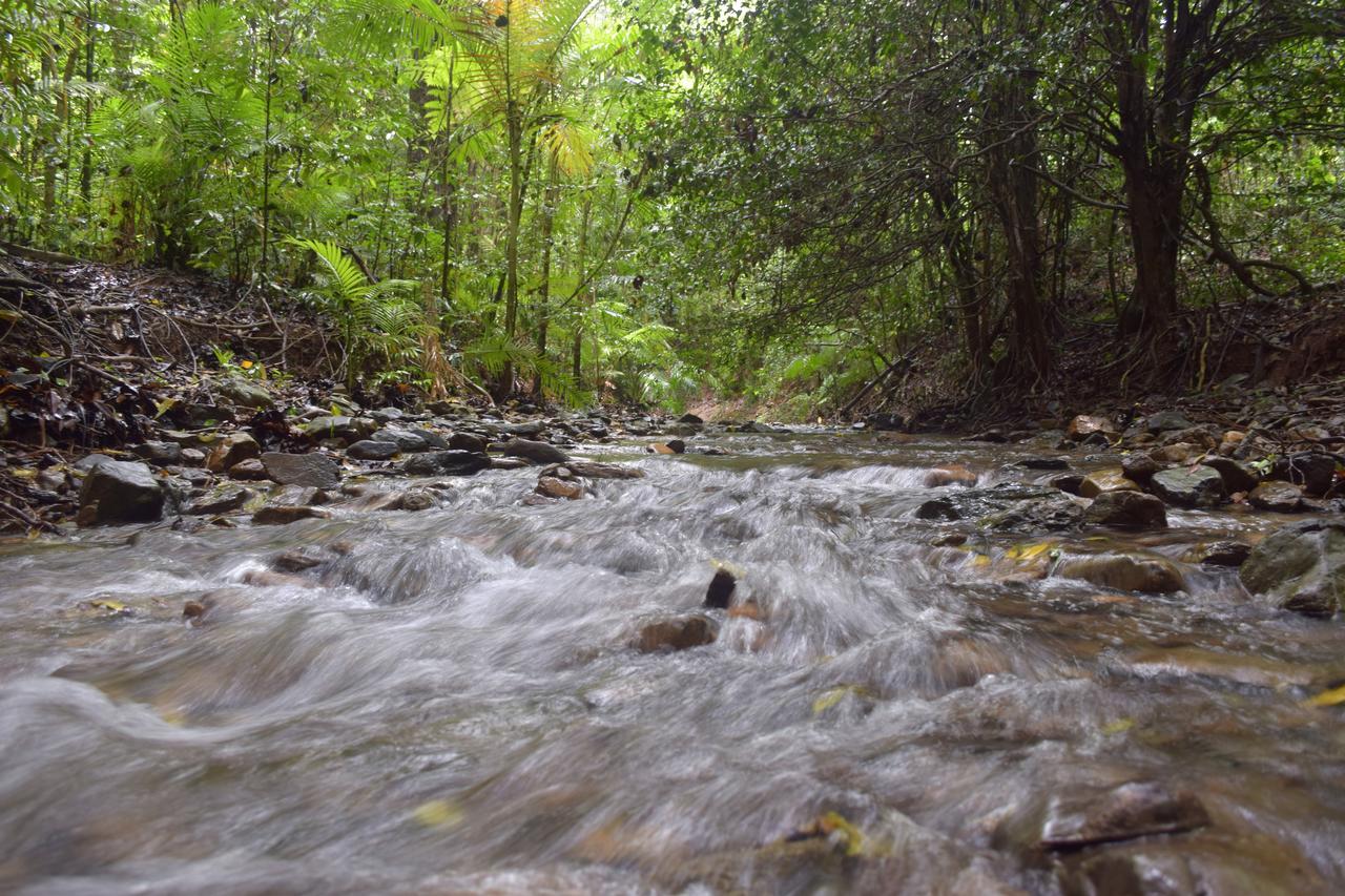 Daintree Peaks Eco Stays Bagian luar foto