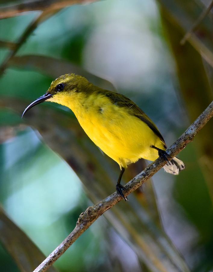 Daintree Peaks Eco Stays Bagian luar foto