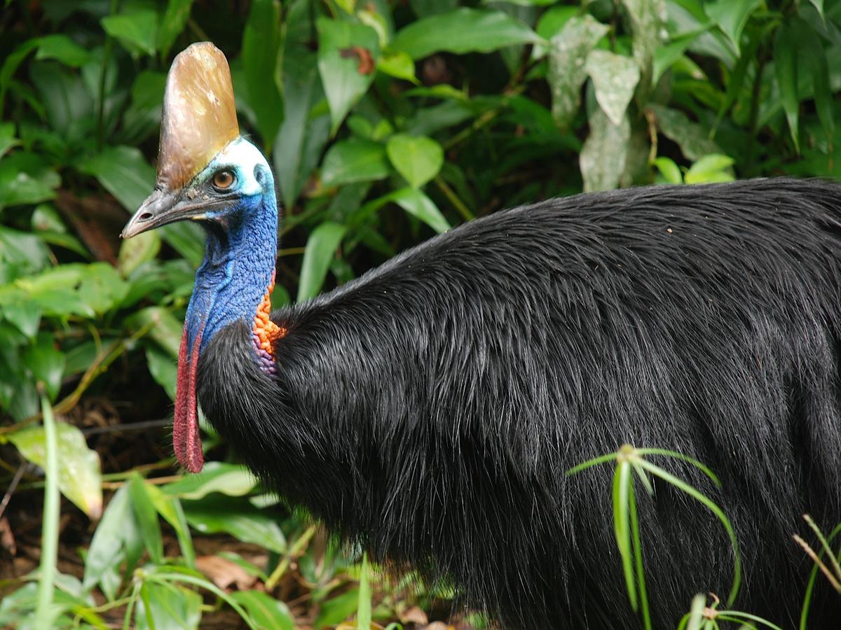 Daintree Peaks Eco Stays Bagian luar foto