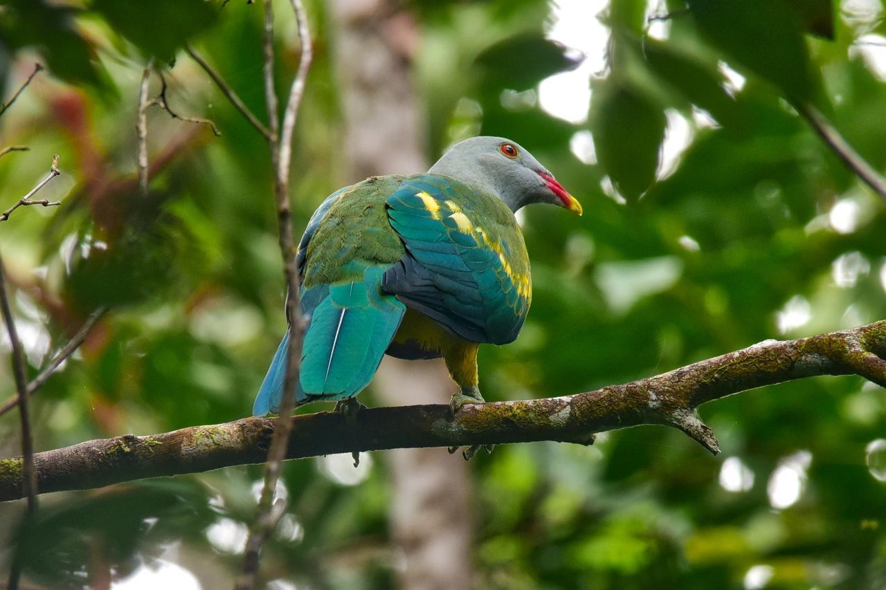 Daintree Peaks Eco Stays Bagian luar foto